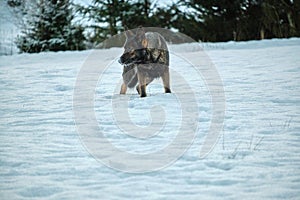 Beautiful German Shepherd dog playing in a snowy meadow on a sunny winter day in Skaraborg Sweden