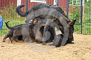 Beautiful German Shepherd dog plays with her puppies in their run on a warm spring day in Skaraborg Sweden