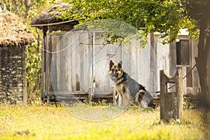 A beautiful German Shepherd dog sitting on the grass