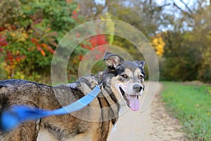 Beautiful German Shepherd Dog Walking on Trail