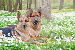 Beautiful german shepherd dogs