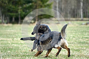 Beautiful German Shepherd dogs playing in a meadow on a sunny spring day in Skaraborg Sweden