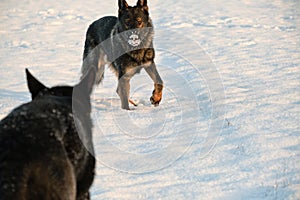 Beautiful German Shepherd dogs playing in a snowy meadow on a sunny winter day in Skaraborg Sweden