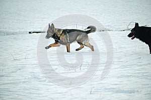 Beautiful German Shepherd dogs playing in a snowy meadow on a sunny winter day in Skaraborg Sweden