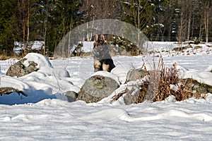 Beautiful German Shepherd dogs playing on a snowy meadow on a sunny winter day in Skaraborg Sweden