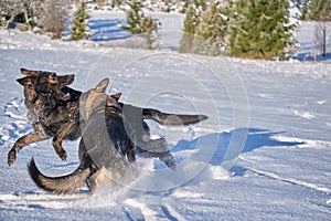 Beautiful German Shepherd dogs playing on a snowy meadow on a sunny winter day in Skaraborg Sweden
