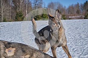 Beautiful German Shepherd dogs playing on a snowy meadow on a sunny winter day in Skaraborg Sweden