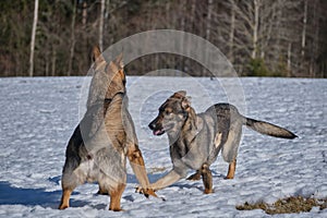 Beautiful German Shepherd dogs playing on a snowy meadow on a sunny winter day in Skaraborg Sweden