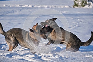 Beautiful German Shepherd dogs playing on a snowy meadow on a sunny winter day in Skaraborg Sweden