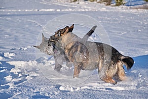 Beautiful German Shepherd dogs playing on a snowy meadow on a sunny winter day in Skaraborg Sweden