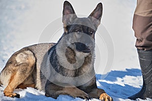 Beautiful German Shepherd dogs playing on a snowy meadow on a sunny winter day in Skaraborg Sweden