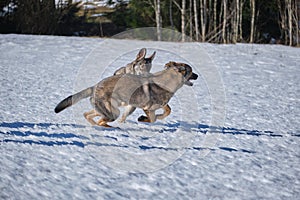 Beautiful German Shepherd dogs playing on a snowy meadow on a sunny winter day in Skaraborg Sweden