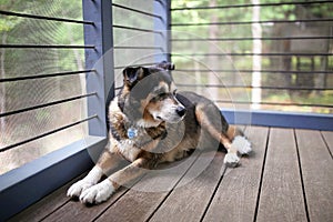 Beautiful German Shepherd Mix Breed Dog Keeping Watch from Cabin Porch