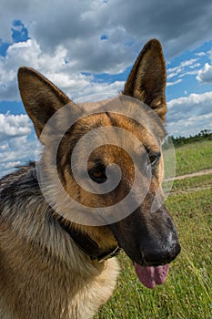 Beautiful german shepherd portrait close up photo