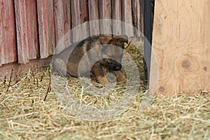 Beautiful German Shepherd puppies captured playing in the garden on a spring day in Skaraborg Sweden