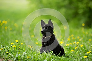 Beautiful German shepherd puppy of black colour.