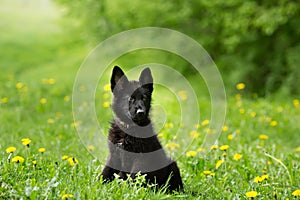 Beautiful German shepherd puppy of black colour. sitting on the