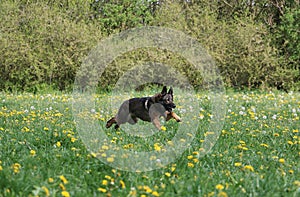 A beautiful german shepherd is running on a field with yellow dandelions