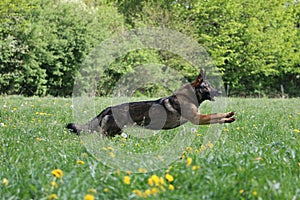 A beautiful german shepherd is running on a field with yellow dandelions