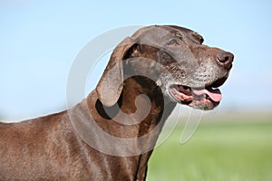 Beautiful of German Shorthaired Pointer