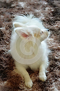 A furry white German Spitz lying on the rug photo