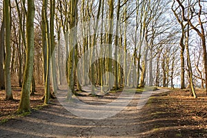 Beautiful ghost forest close to the beach at Warnemuende