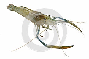 Beautiful giant freshwater prawn closeup