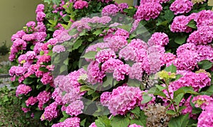 beautiful giant fuchsia hydrangeas in a flowery garden