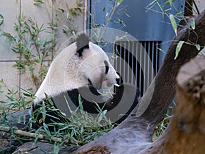 Beautiful Giant panda Near a Tree