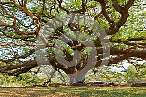 Beautiful giant samanea saman tree