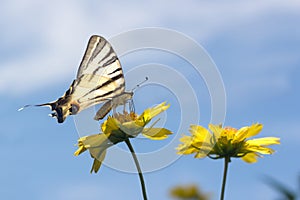 Beautiful giant Swallowtail butterfly (Papilionidae), on yellow