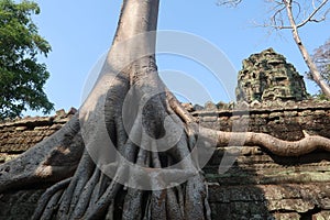 Beautiful giant tree roots growing over ancient temple ruins, angkor wat, cambodia, hindu religon