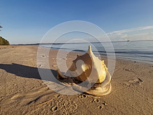 Beautiful Giant Triton Conch Shell on the beach, Balambangan Island. Sabah, Malaysia.