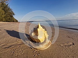 Beautiful Giant Triton Conch Shell on the beach, Balambangan Island. Sabah, Malaysia.