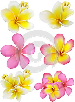 Beautiful gift card with yellow and pink plumerias