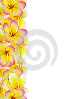 Beautiful gift card with yellow and pink plumerias