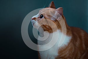 Beautiful Ginger Cat with a Cosy Blue Background