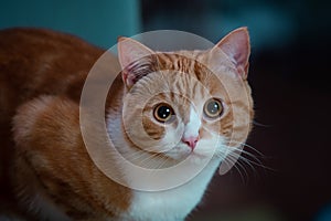 Beautiful Ginger Cat with a Cosy Blue Background