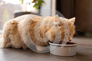 Beautiful ginger cat eating on a ceramic bowl. Cute domestic animal.