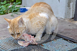 Beautiful ginger cat eats meat