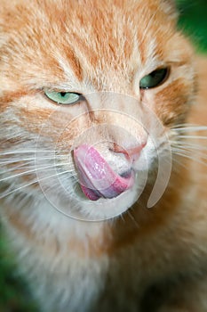 Beautiful ginger cat with green eyes licks his lip