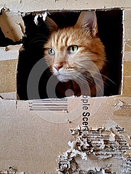 A beautiful ginger cat with green eyes looking outside from a box, sad