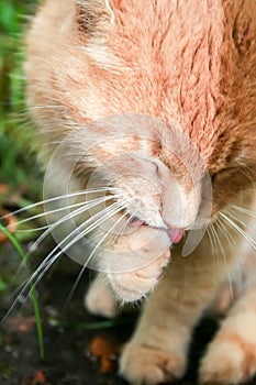 Beautiful ginger cat licks his paw on the green grass