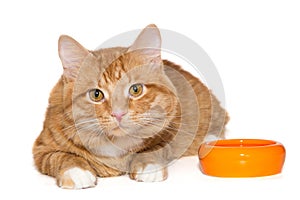 Beautiful ginger cat lies next to an orange bowl