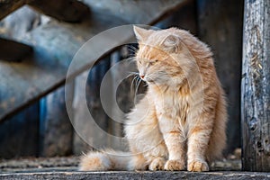 Beautiful ginger cat looking to the side