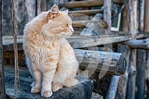 Beautiful ginger cat looking to the side