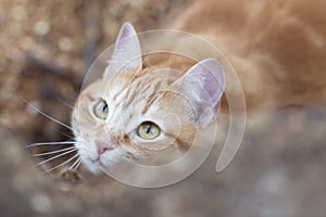 Beautiful ginger cat looking up behind a tree, pet hunting in nature rural scene