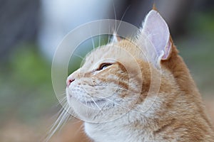 Beautiful ginger cat pprofile outdoors, lovely pet