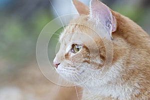 Beautiful ginger cat pprofile outdoors, lovely pet