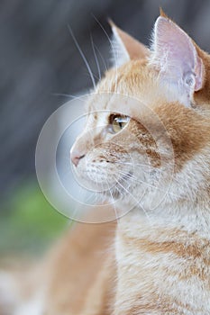 Beautiful ginger cat pprofile outdoors, lovely pet